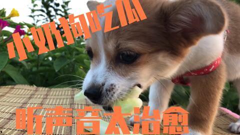 狗吃瓜的照片,萌态十足引网友热议