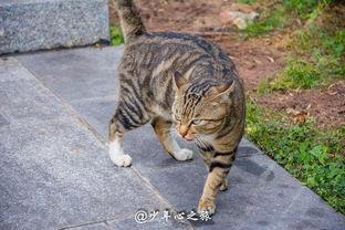 猫猫和主任吃瓜,猫猫与主任的瓜田奇遇记