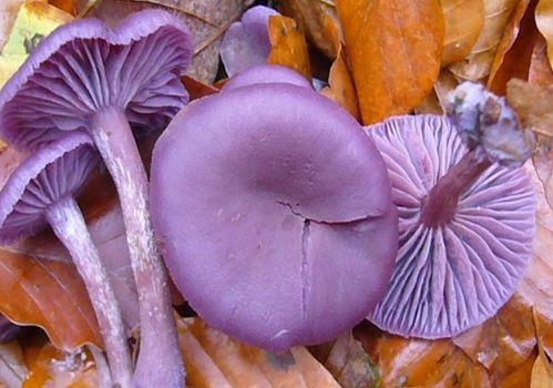 吃瓜紫色闪电,揭秘神秘吃瓜界的传奇人物