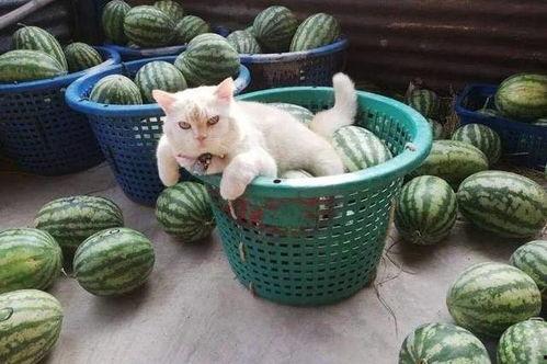 吃瓜路人爱睡觉,吃瓜路人嗜睡现象揭秘