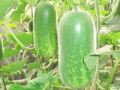 成都疫情吃瓜图,网络热议背后的真相与反思