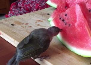 鸟吃瓜,自然界的和谐食趣