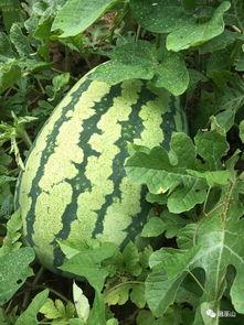 吃瓜朱庄,揭秘乡村里的那些事儿