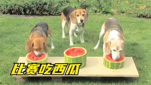 狗子也会吃瓜,揭秘宠物界的娱乐热点