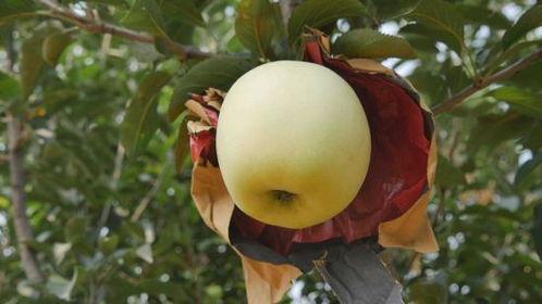 龙栖湾吃瓜,畅享清凉，品味生活