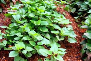 汾阳御龙湾吃瓜,夏日吃瓜盛地，畅享清凉时光