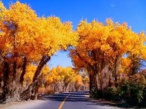 胡杨吃瓜,揭秘网络红人的瓜田奇遇