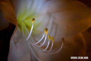 梦见死人摘瓜吃,揭秘梦中死人摘瓜吃的神秘寓意