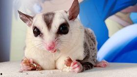 吃瓜嘤嘤怪,网络热词背后的文化现象